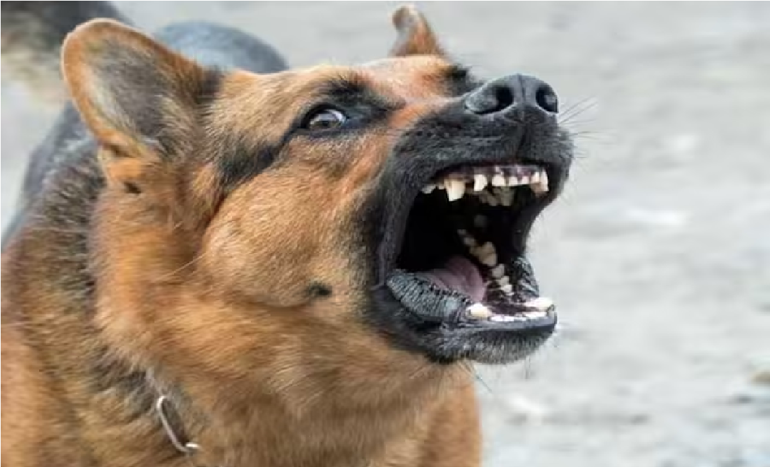 Etah-enraged soldier shoots dog with his licensed revolver