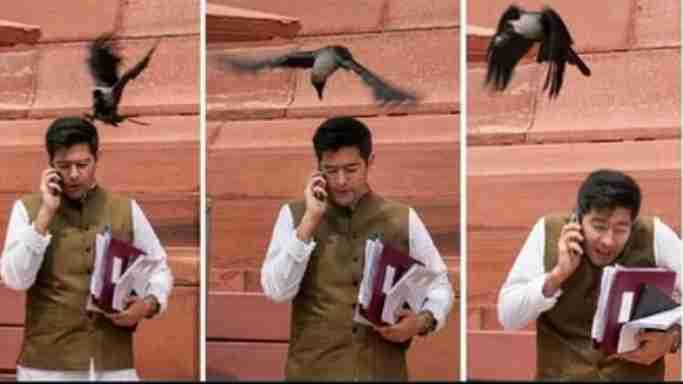 Delhi: Raghav Chadha was pecked by a crow, BJP taunted, AAP MP said, '…and the crow will eat pearls'